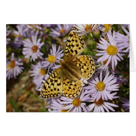 Coronis Fritillary auf Aster-Blumen im Grand Teton (Vorderseite (Horizontal))