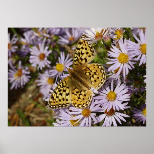 Coronis Fritillary zu den Aster-Blume von Grand Te Poster (Vorne)