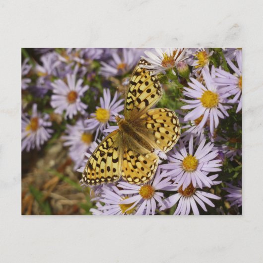 Coronis Fritillary zu den Aster-Blume von Grand Te Postkarte (Vorderseite)