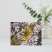 Coronis Fritillary zu den Aster-Blume von Grand Te Postkarte (Stehend Vorderseite)
