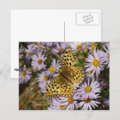 Coronis Fritillary zu den Aster-Blume von Grand Te Postkarte (Vorne/Hinten)