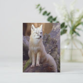 Corsac Fox Postkarte (Stehend Vorderseite)