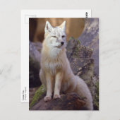 Corsac Fox Postkarte (Vorne/Hinten)