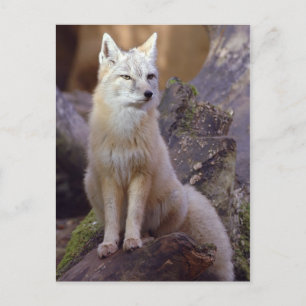 Corsac Fox Postkarte