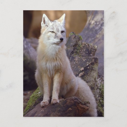 Corsac Fox Postkarte (Vorderseite)