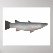 Corsula Poster (Vorne)