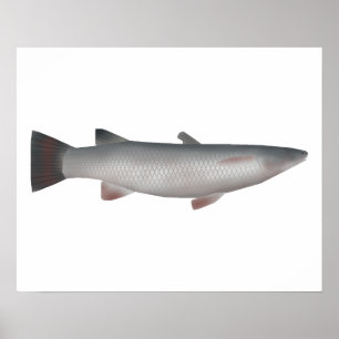 Corsula Poster