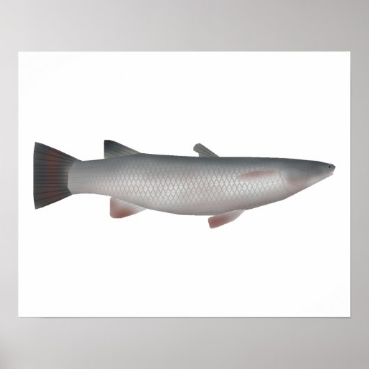 Corsula Poster (Vorne)