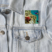 Cortez Rainbow Wrasse, männlich und weiblich, Meer Button (Beispiel)