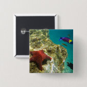 Cortez Rainbow Wrasse, männlich und weiblich, Meer Button (Vorne & Hinten)