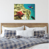 Cortez Rainbow Wrasse, männlich und weiblich, Meer Leinwanddruck (Insitu (Schlafzimmer))