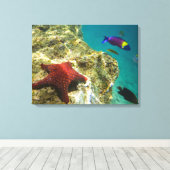 Cortez Rainbow Wrasse, männlich und weiblich, Meer Leinwanddruck (Insitu (Holzboden))