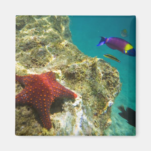 Cortez Rainbow Wrasse, männlich und weiblich, Meer Magnet (Vorne)