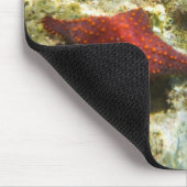 Cortez Rainbow Wrasse, männlich und weiblich, Meer Mousepad (Ecke)