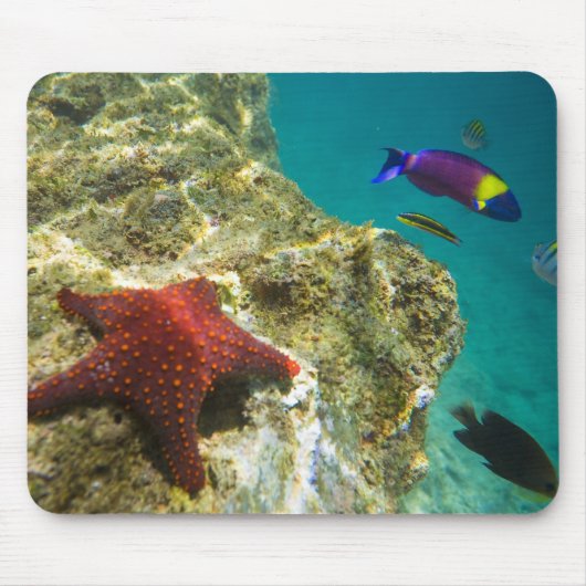 Cortez Rainbow Wrasse, männlich und weiblich, Meer Mousepad (Vorne)