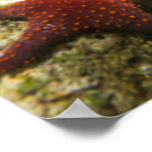 Cortez Rainbow Wrasse, männlich und weiblich, Meer Poster (Ecke)