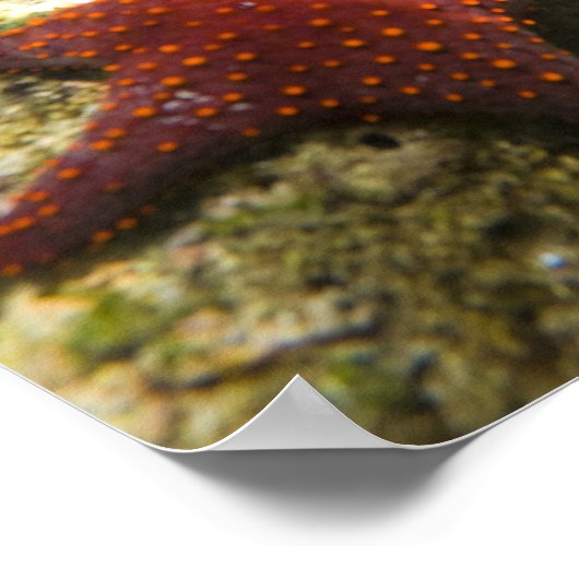 Cortez Rainbow Wrasse, männlich und weiblich, Meer Poster (Ecke)