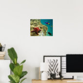 Cortez Rainbow Wrasse, männlich und weiblich, Meer Poster (Heimbüro)