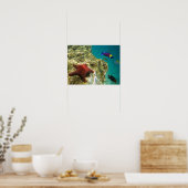 Cortez Rainbow Wrasse, männlich und weiblich, Meer Poster (Küche)