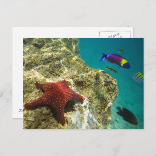 Cortez Rainbow Wrasse, männlich und weiblich, Meer Postkarte (Vorne/Hinten)