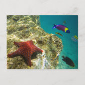 Cortez Rainbow Wrasse, männlich und weiblich, Meer Postkarte (Vorderseite)