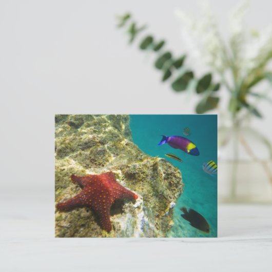 Cortez Rainbow Wrasse, männlich und weiblich, Meer Postkarte (Stehend Vorderseite)
