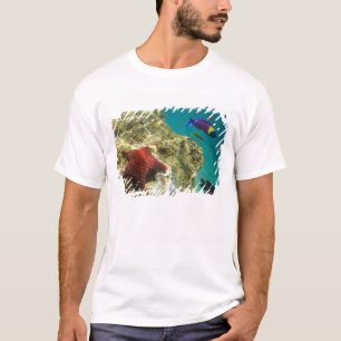 Cortez Rainbow Wrasse, männlich und weiblich, Meer T-Shirt