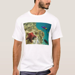 Cortez Regenbogen-Junker Männchen und Weibchen und T-Shirt