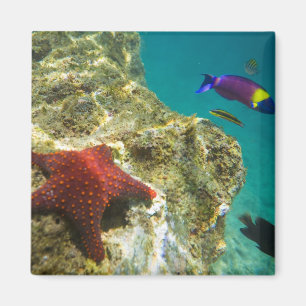Cortez Regenbogen-Lippfisch Männchen und Weibchen Magnet
