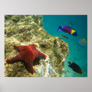 Cortez Regenbogen-Wrasse männlich und weiblich und Poster