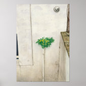 Corydalis lutea poster (Vorne)