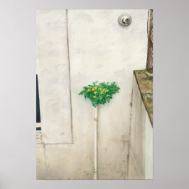 Corydalis lutea poster