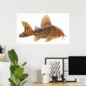 Corydoras Sterbai Catfish Print Poster (Heimbüro)