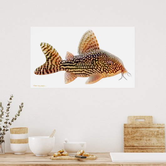 Corydoras Sterbai Catfish Print Poster (Küche)