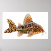Corydoras Sterbai Catfish Print Poster (Vorne)