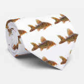 Corydoras Sterbai Krawatte (Gerollt)