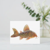 Corydoras Sterbai Postcard Postkarte (Stehend Vorderseite)