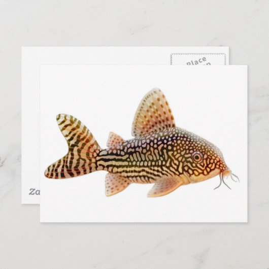 Corydoras Sterbai Postcard Postkarte (Vorne/Hinten)