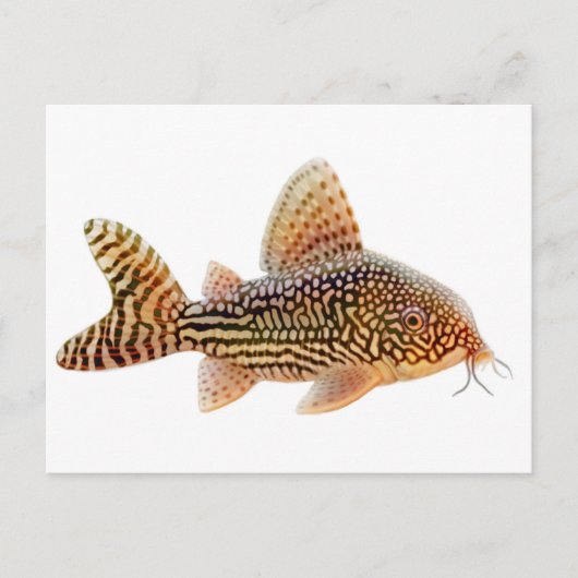 Corydoras Sterbai Postcard Postkarte (Vorderseite)
