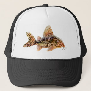 Corydoras Sterbai Wels-Hut Truckerkappe