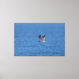 Corys Sturmtaucher Leinwanddruck