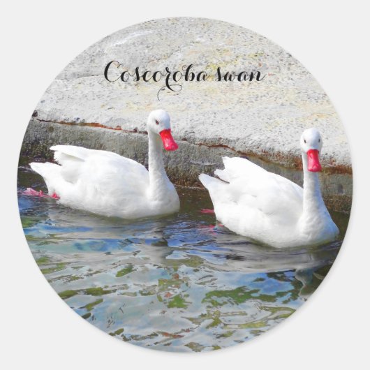 Coscoroba Swan #1 Stickers (Vorderseite)