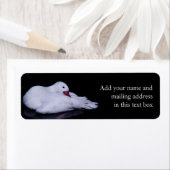 Coscoroba Swan P3442 (Insitu)