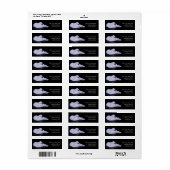 Coscoroba Swan P3442 (Vorne)