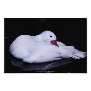 Coscoroba Swan P3442 Fotodruck