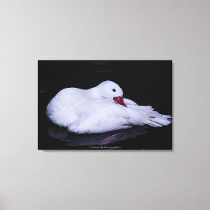 Coscoroba Swan P3442 Leinwanddruck