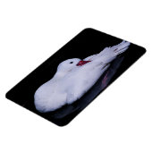 Coscoroba Swan P3442 Magnet (Linke Seite)