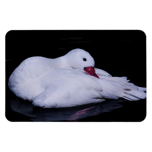 Coscoroba Swan P3442 Magnet (Horizontal)