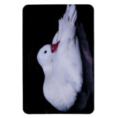 Coscoroba Swan P3442 Magnet (Vertikal)