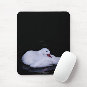 Coscoroba Swan P3442 Mousepad